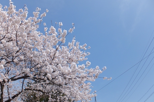 江名子川の桜☆