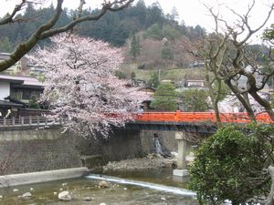桜と赤い中橋.jpg