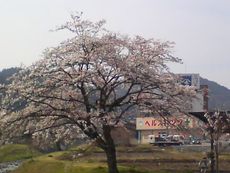 うちの前の桜.jpg