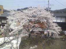 従食から見た桜.jpg