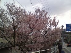陸橋の桜.jpg