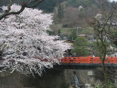 ロビーからの中橋の桜.jpg