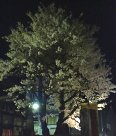 お寺の夜桜.jpg
