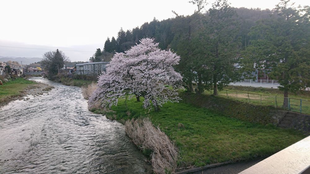 高山は桜が満開中！