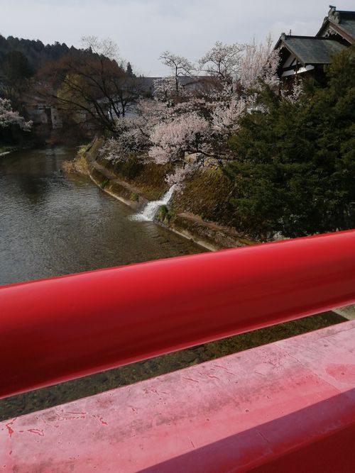 桜の季節★