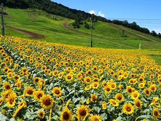 ほおのき平天空のひまわり園 ~ Sunflower garden ~
