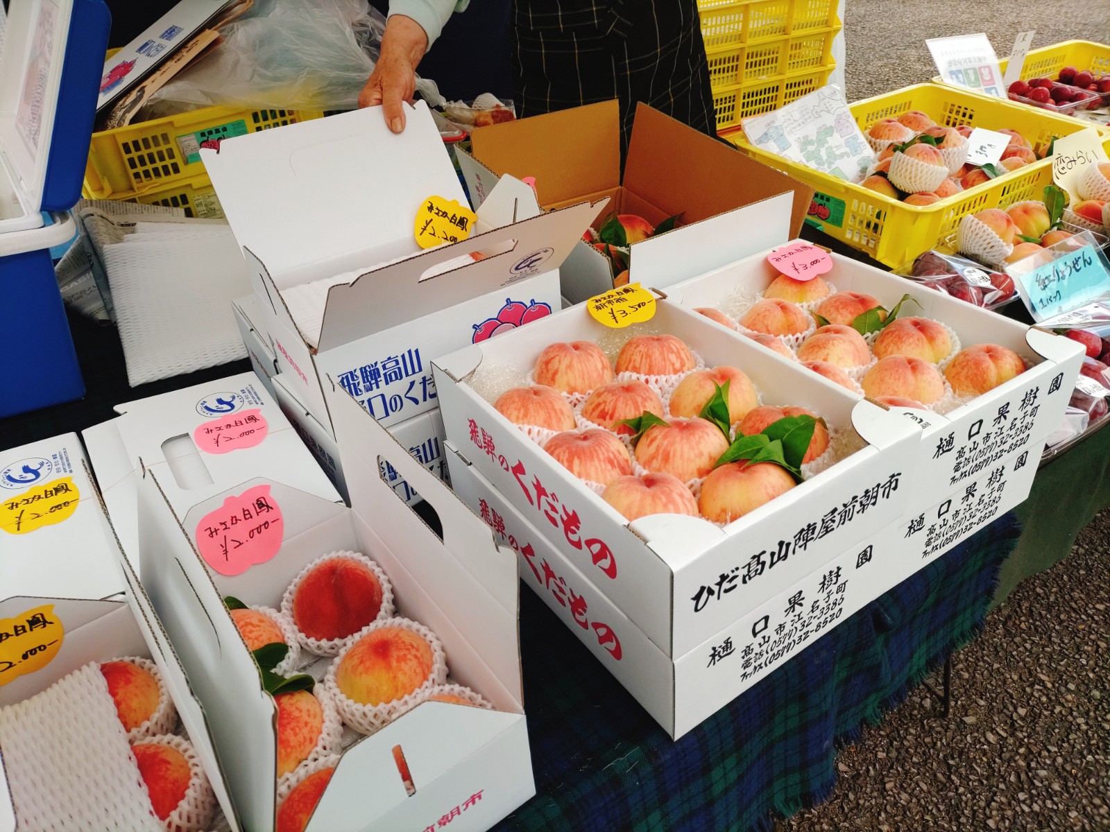 本陣平野屋ブログ 飛騨桃が出始めました♪