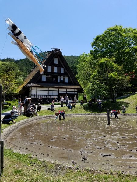 明日（25日）は飛騨高山の飛騨の里で「車田の田植え」が行われます！